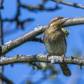 Wendehals (Jynx torquilla)