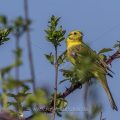 Goldammer (Emberiza citrinella) Männchen