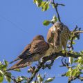 Turmfalke (Falco tinnunculus) Männchen übergibt Weibchen Beute