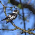 Halsbandschnäpper (Ficedula albicollis) Männchen