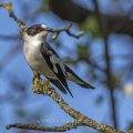 Halsbandschnäpper (Ficedula albicollis) Männchen