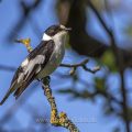 Halsbandschnäpper (Ficedula albicollis) Männchen