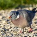 Ringeltaube (Columba palumbus) nimmt Steinchen auf