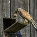 Turmfalke (Falco tinnunculus) Männchen mit Maus