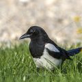 Elster (Pica pica)