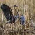 Purpurreiher (Ardea purpurea)