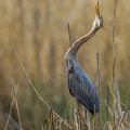 Purpurreiher (Ardea purpurea)