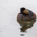 Schwarzhalstaucher (Podiceps nigricollis)
