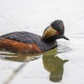 Schwarzhalstaucher (Podiceps nigricollis)