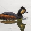 Schwarzhalstaucher (Podiceps nigricollis)