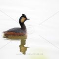 Schwarzhalstaucher (Podiceps nigricollis)