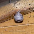Gemeine Wespe (Vespula vulgaris) Nest