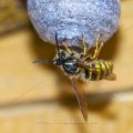 Gemeine Wespe (Vespula vulgaris)