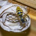 Gemeine Wespe (Vespula vulgaris)