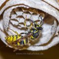 Gemeine Wespe (Vespula vulgaris)