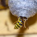 Gemeine Wespe (Vespula vulgaris)