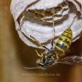 Gemeine Wespe (Vespula vulgaris)