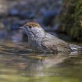 Mönchsgrasmücke (Sylvia atricapilla) Weibchen, badend