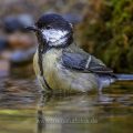 Kohlmeise (parus major) am Vogelbad