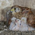 Turmfalke (Falco tinnunculus) Weibchen hudert Junge im Nistkasten