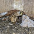 Turmfalke (Falco tinnunculus) Weibchen füttert Junge im Nistkasten