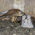 Turmfalke (Falco tinnunculus) Weibchen füttert Junge im Nistkasten