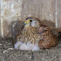 Turmfalke (Falco tinnunculus) Weibchen hudert Junge im Nistkasten