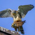 Turmfalken (Falco tinnunculus) Paarung