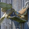 Turmfalke (Falco tinnunculus) Männchen übergibt Weibchen Beute