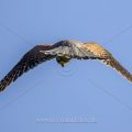 Turmfalke (Falco tinnunculus) Männchen im Rüttelflug
