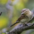Wendehals (Jynx torquilla)