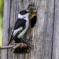Halsbandschnäpper (Ficedula albicollis) Männchen an Nistkasten