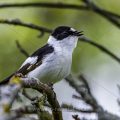 Halsbandschnäpper (Ficedula albicollis) Männchen