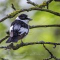 Halsbandschnäpper (Ficedula albicollis) Männchen