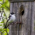 Halsbandschnäpper (Ficedula albicollis) Männchen an Nistkasten