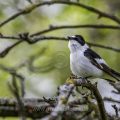 Halsbandschnäpper (Ficedula albicollis) Männchen