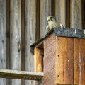 Turmfalke (Falco tinnunculus) Männchen am Nistkasten