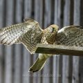 Turmfalke (Falco tinnunculus) Weibchen am Nistkasten