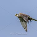 Turmfalke (Falco tinnunculus) Männchen versorgt das Weibchen mit einer Maus
