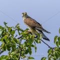 Turmfalke (Falco tinnunculus) Männchen