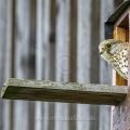 Turmfalke (Falco tinnunculus) Weibchen am Nistkasten