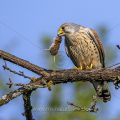 Turmfalke (Falco tinnunculus) Männchen mit Maus