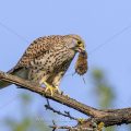 Turmfalke (Falco tinnunculus) Weibchen mit Maus