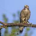 Turmfalke (Falco tinnunculus) Weibchen mit Maus