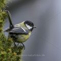 Kohlmeise (parus major)