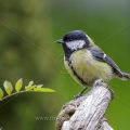 Kohlmeise (parus major)