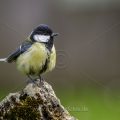 Kohlmeise (parus major)