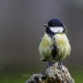 Kohlmeise (parus major)