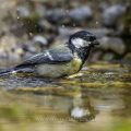 Kohlmeise (parus major) am Vogelbad