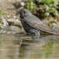 Hausrotschwanz (Phoenicurus ochruros) Weibchen badet